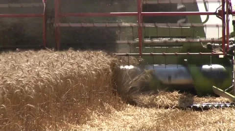 Combine header harvesting Stock Footage 56029868