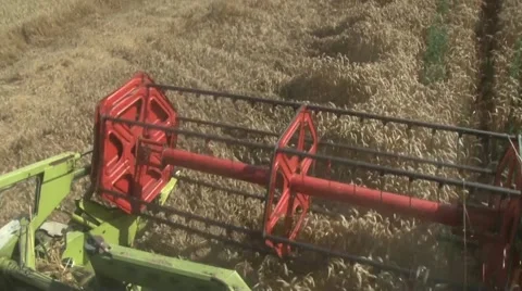 Combine header reaps a crop of wheat Stock-Footage 54613201