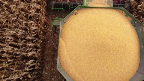 Combine hopper filled with corn Stock Footage 166081599