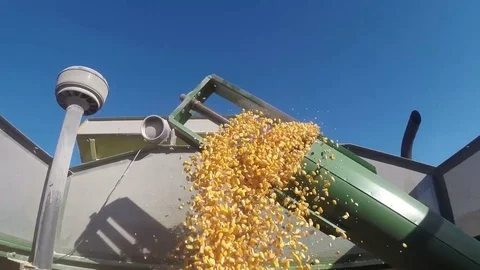 Combine hopper filling up with corn Stock Footage 73423360
