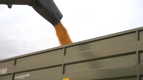 Combine loading corn grain in cargo tractor. Yellow dry kernels falling from Stock Footage 333972884