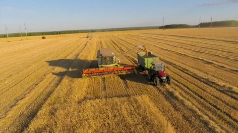 Combine loading grain into a tractor in a wheat field. Vídeos de archivo 83087600