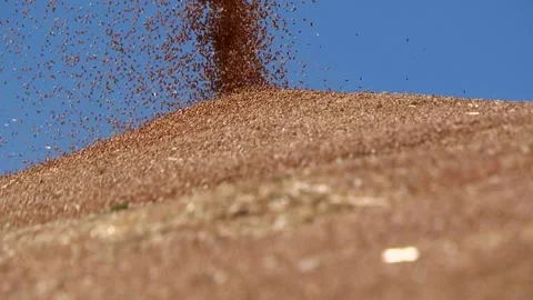Combine loading wheat grain in truck at evening. Stock Footage 149374377