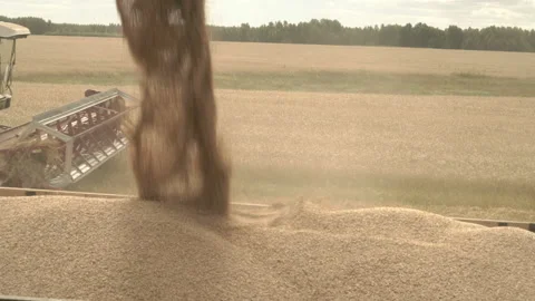 Combine loading wheat grain in truck. Yellow dry kernels falling from harvester Stock Footage 169139807