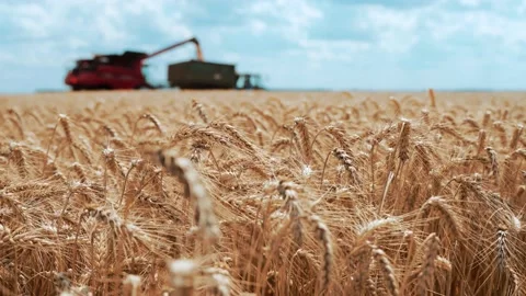 Combine loading wheat grain in truck. Stock Footage 198014479