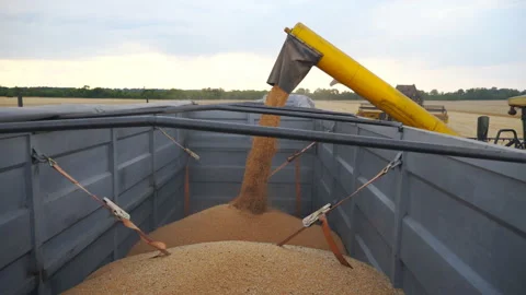 Combine loading wheat grains in truck at evening. Side view on loading process Video stock 115177801