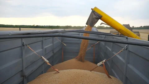 Combine loading wheat grains in truck at evening. Side view on loading process 스톡 동영상 129252779