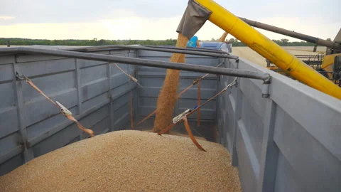 Combine loading wheat grains in truck at... | Stock Video | Pond5