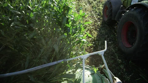 Combine Machine Cutting and Collecting Corn Plants Stock-Footage 157017356
