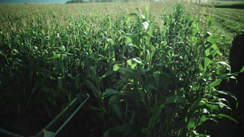 Combine Machine Harvesting Corn on Farm Field Stock-Footage 157016208