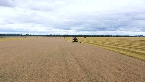 Combine Machine Harvesting Ripe Wheat Crops On Agricultural Field Aerial View Stock Footage 147673743