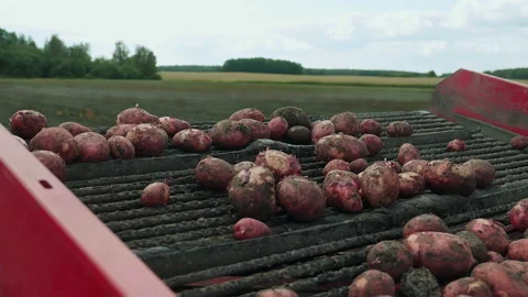 Combine machine processing the dirty potatoes freshly harvested from the ground 動画素材 201830349