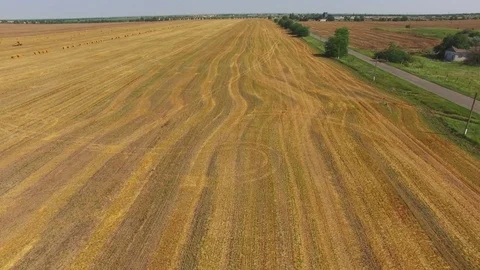 Combine making mechanical packaging of hay, aerial video Stock Footage 78116656