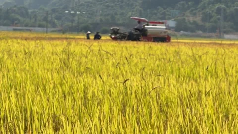 The combine moves along a planted section of the rice field with a rural landsca Видео 341408031