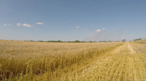 The combine mows wheat. Eastern Ukraine. Stock Footage 52466265