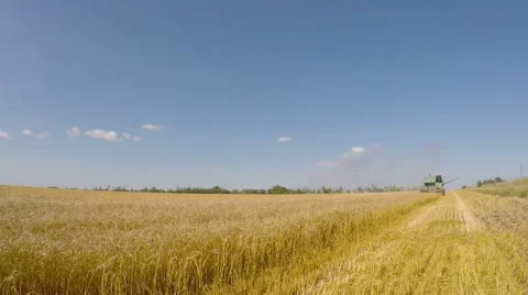 The combine mows wheat. Eastern Ukraine. Stock Footage 52466283