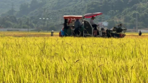 The combine operates on a remote section of the field during harvesting with dis Stock Footage 338000835