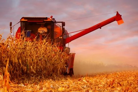 Combine Operator Harvesting Corn on the Field in Summer Evening Stock Photos