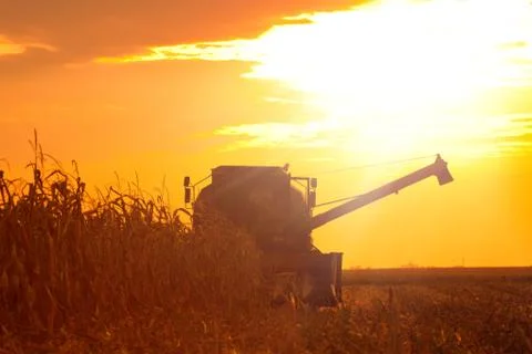 Combine Operator Harvesting Corn on the Field in Summer Evening Stock Photos