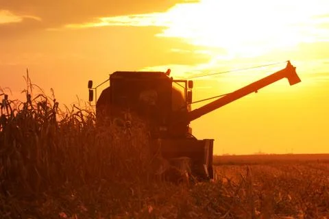 Combine Operator Harvesting Corn on the Field in Summer Evening Stock Photos