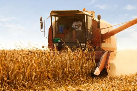 Combine Operator Harvesting Corn on the Field in Sunny Day Fotos Stock
