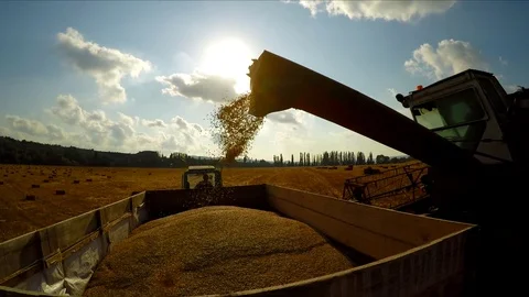 The combine pours grain into the trailer on the tractor Stock-Footage 78934909