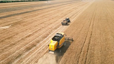 Combine is reaping ripe wheat while riding in the Stock Footage 249281683