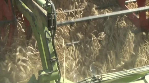 Combine reaps wheat Stock Footage 54611185