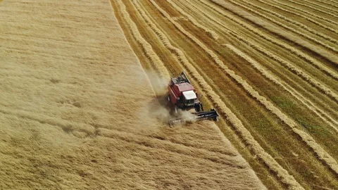 Combine red color working on a wheat field Vídeos de archivo 118061738
