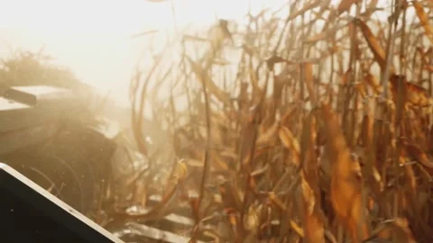 Combine removes the corn crop in the field. Combine header crushes corn stalks Vídeo Stock 160437129