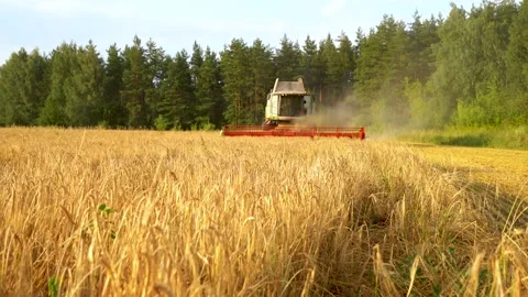 Combine rides through a field of barley and harvests grain Video stock 136440926