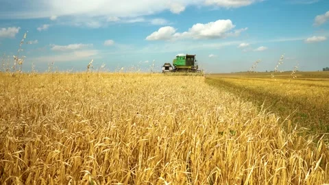 Combine rides through a field of wheat and harvests grain Video stock 136440799