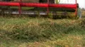 Combine on ripe wheat field HD Footage