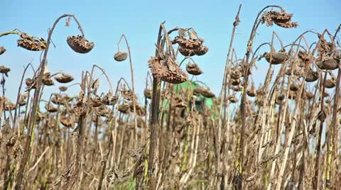 Combine in a sunflower field Stock Footage 24664025