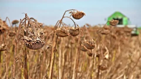 Combine in a sunflower field Stock Footage 24671359