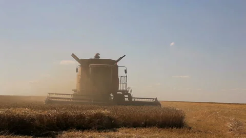 Combine threshing wheat Stock Footage 102169499