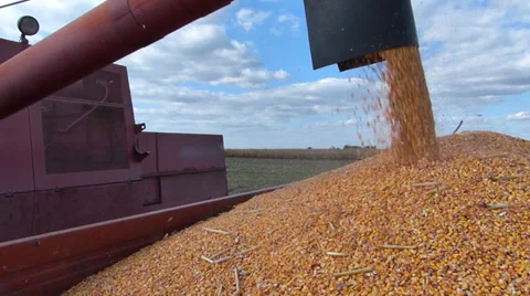 Combine transferring freshly harvested corn Stock Footage 30582453