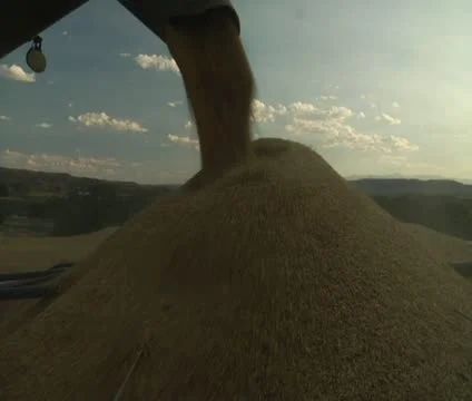 Combine transfers wheat Stock Footage 21591895