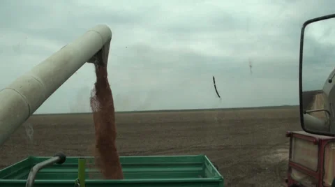 Combine unloading grains 스톡 동영상 31030392