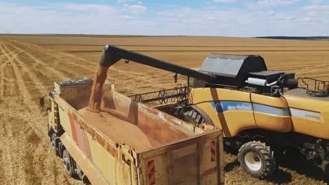 Combine unloading wheat during harvest. Field. Harvester in action. Rural Stock Footage 219954644