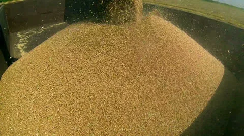 Combine Unloading Wheat Stock Footage 25700785