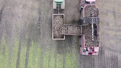 The combine unloads sugar beet Stock Footage 163931311