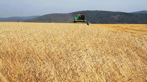 Combine On Wheat Field Stock Footage 41846321