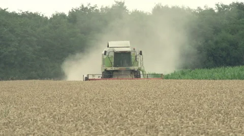 Combine in the wheat field harvesting. Stock Footage 51815207