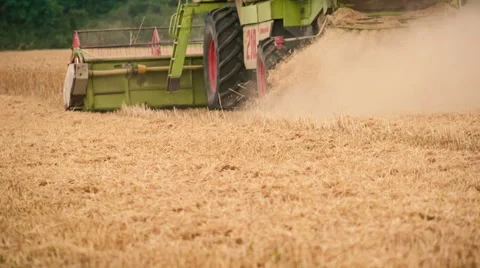 Combine in the wheat field harvesting. Stock Footage 54550039