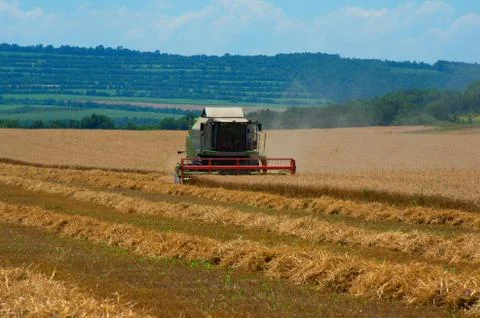 Combine working on the large wheat field Stock Photos