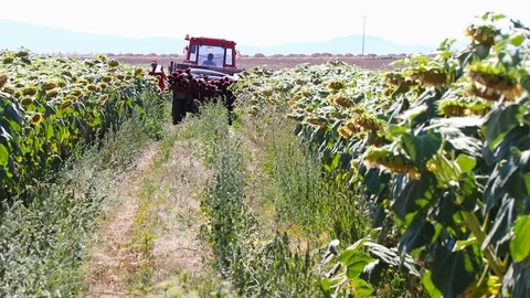 Combine Working on a sunflower field 스톡 동영상 114170050