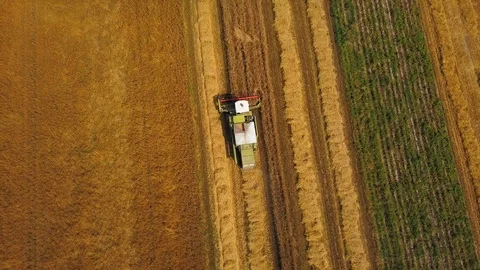 Combine working on wheat field, 4k AERIAL footage. Stock Footage 113540287