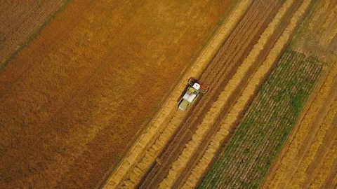 Combine working on wheat field, 4k AERIAL  Stock Footage 113540342