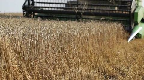 Combine working on a wheat field Stock Footage 41210312